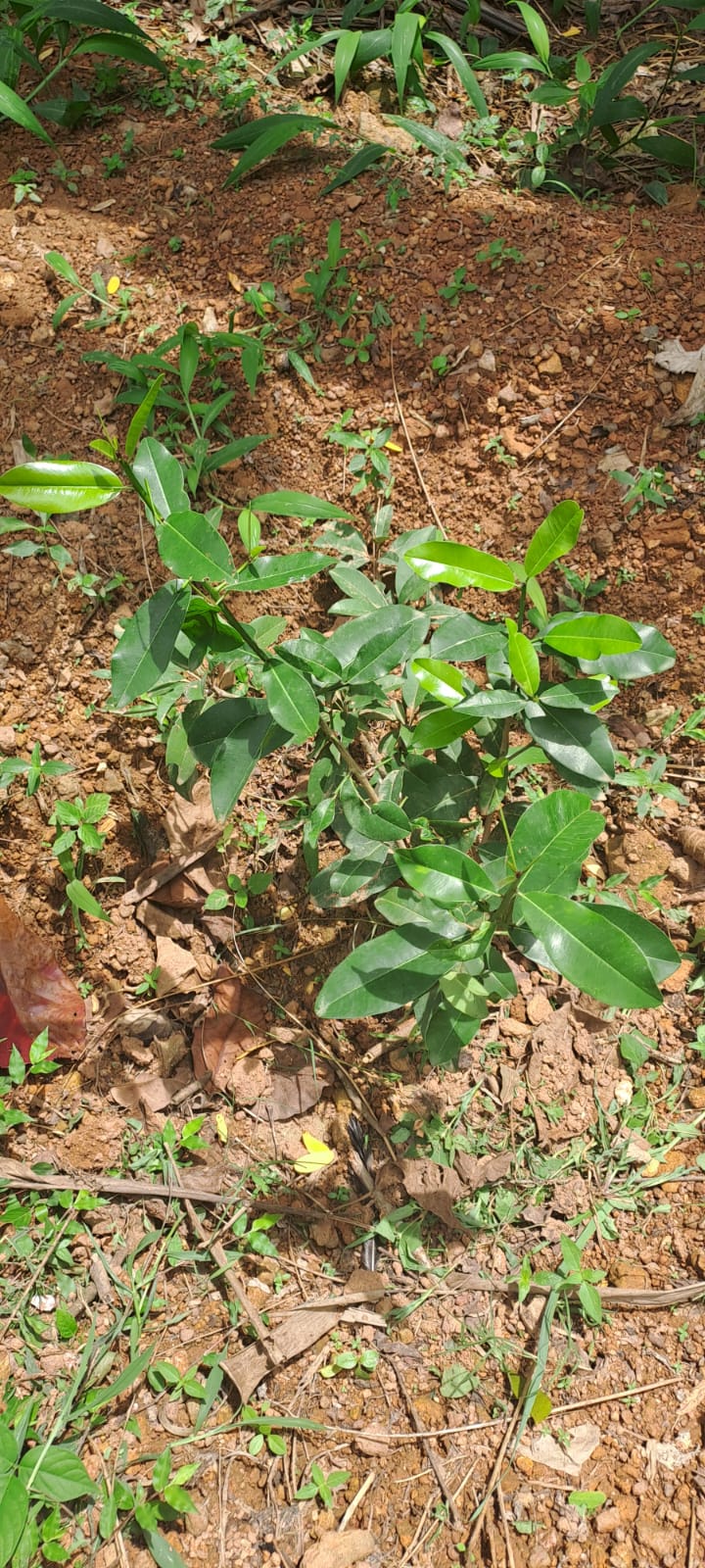 KARAVARAM VHSS KALLAMBALAM